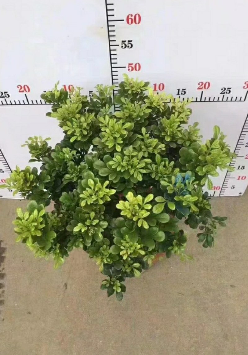 A级280口径盆棒棒糖型米兰，满树新芽和花苞，叶片翠绿。