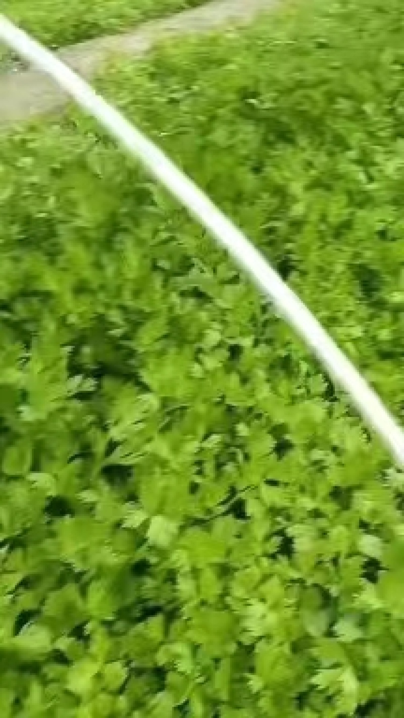 芹菜苗基地直发货源充足可以视频看货质量保证