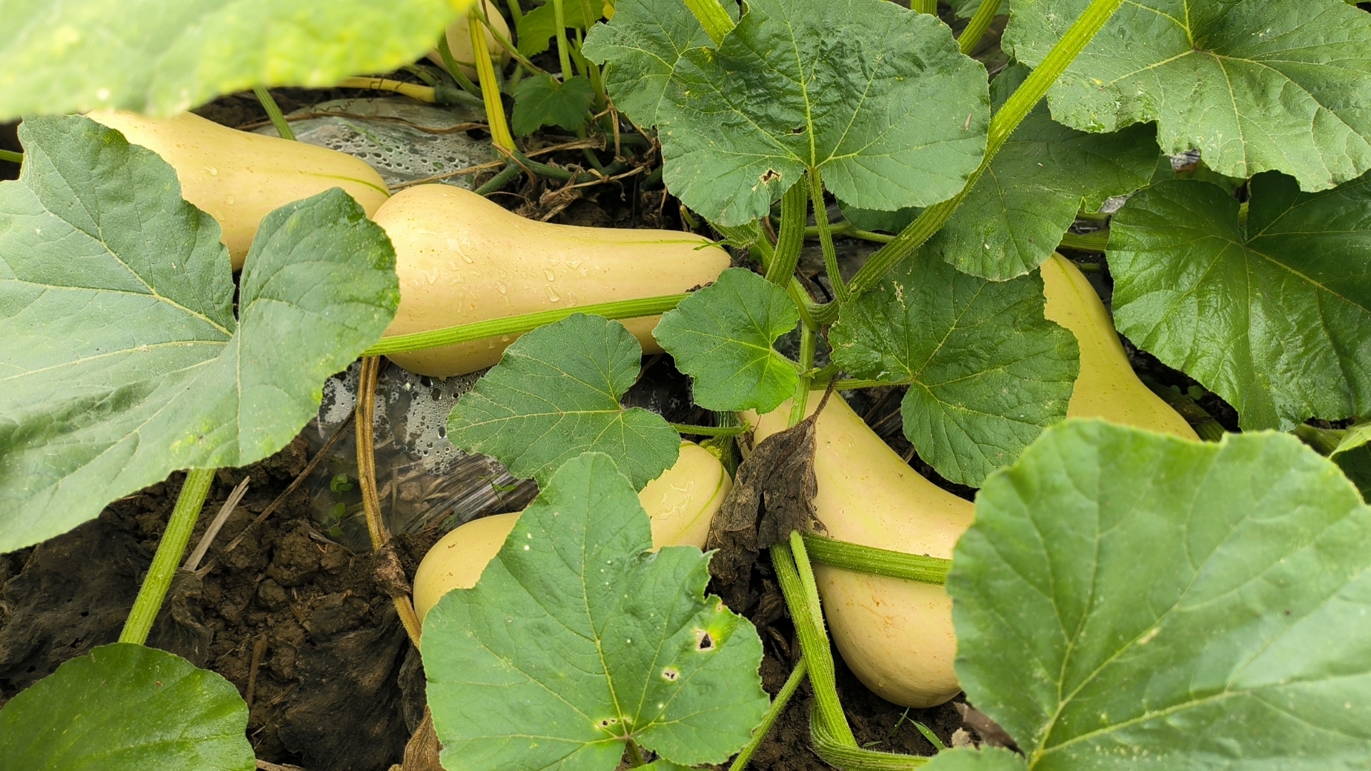 奶油南瓜生长在南美丛林中的场景