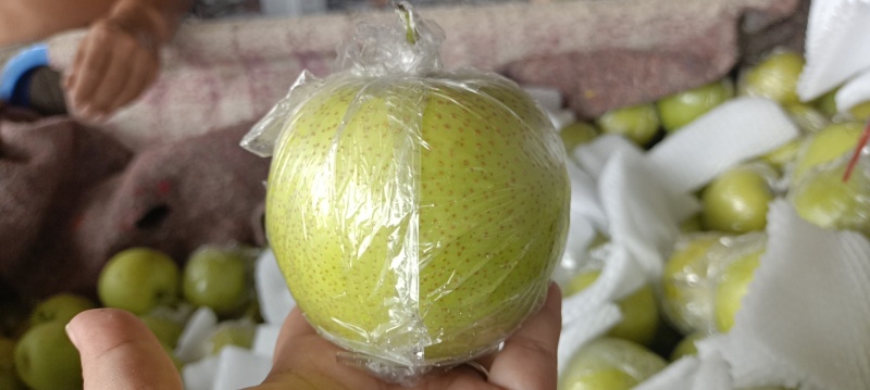 河北膜袋皇冠梨