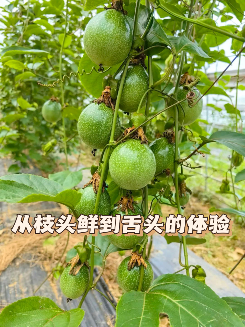 黄金百香果—钦蜜9号