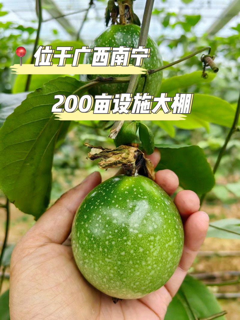 黄金百香果—钦蜜9号