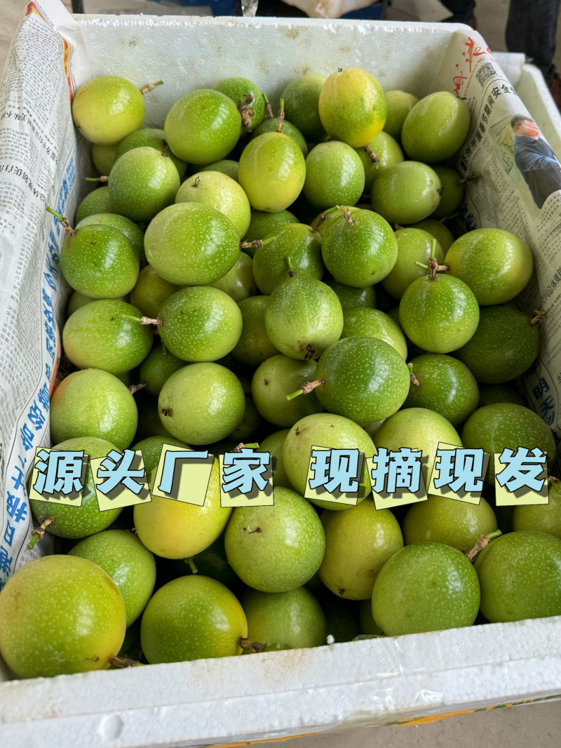 黄金百香果—钦蜜9号