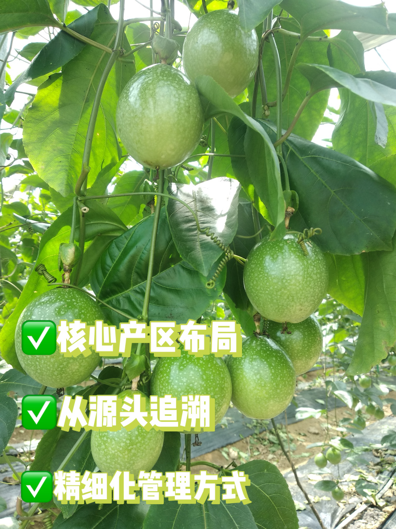 黄金百香果—钦蜜9号