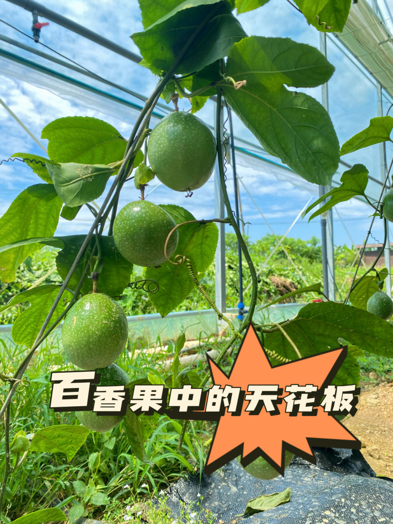 黄金百香果—钦蜜9号