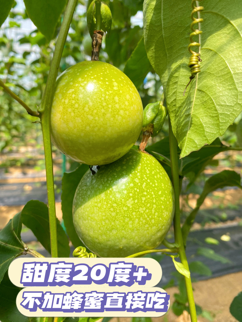 黄金百香果—钦蜜9号