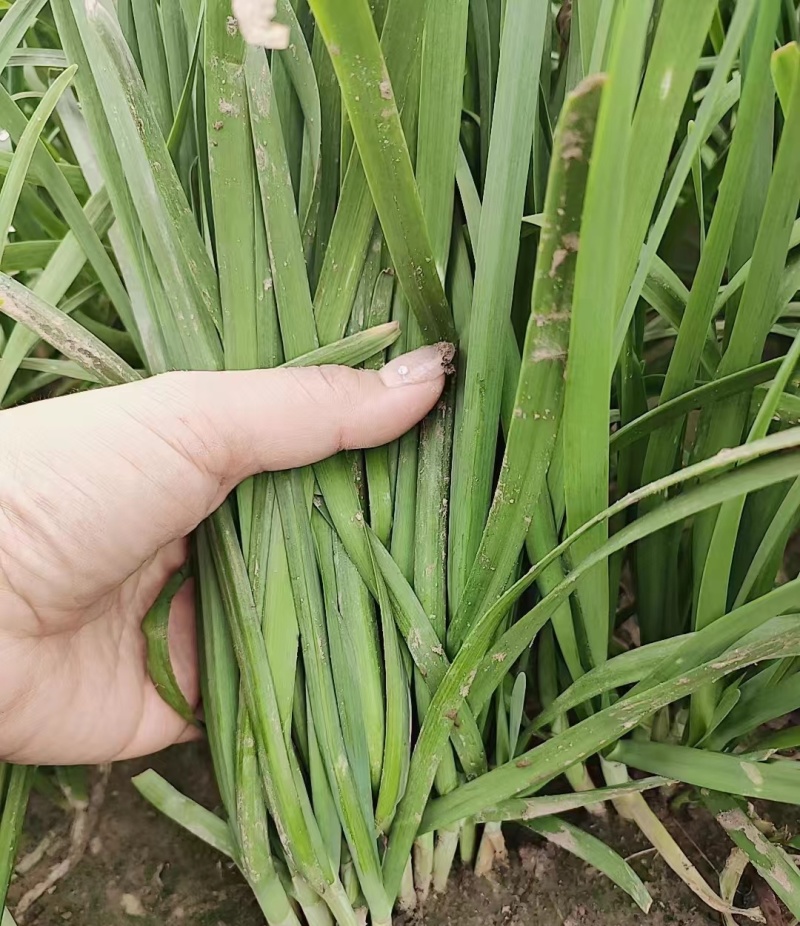 河北保定大叶韭菜新鲜头刀产地直供品质保证欢迎来电可视频看货