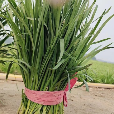 河北保定大叶韭菜新鲜头刀产地直供品质保证欢迎来电可视频看货