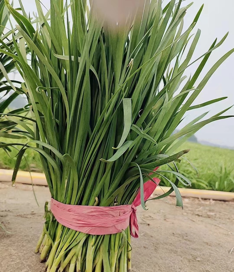 河北保定大叶韭菜新鲜头刀产地直供品质保证欢迎来电可视频看货