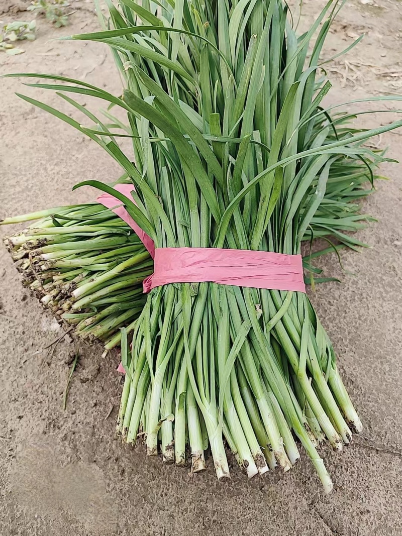 河北保定大叶韭菜新鲜头刀产地直供品质保证欢迎来电可视频看货