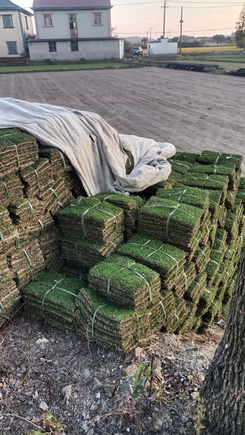 自产自销草坪