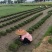 自产自销草坪