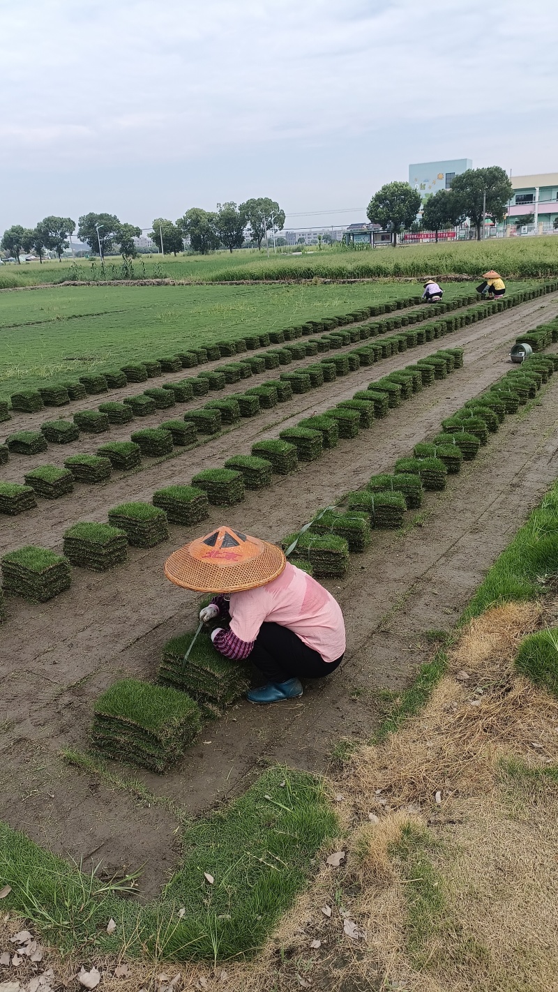 自产自销草坪