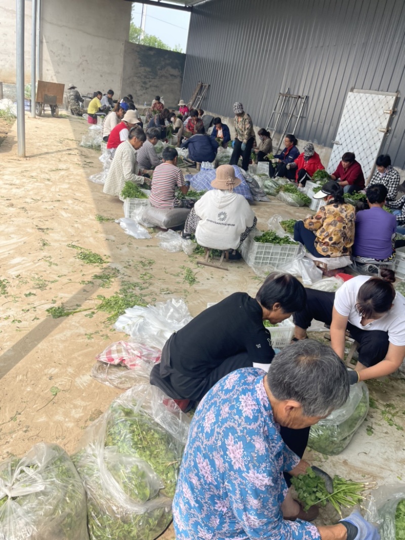 铁杆青中叶香