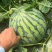 【8424西瓜】头茬园货源头直采保质保量质量三包