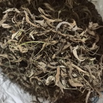石韦，产地直供大货，品质如金，诚信为本。