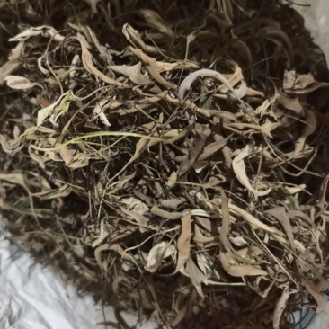 石韦，产地直供大货，品质如金，诚信为本。