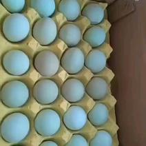 江西绿壳土鸡蛋炖炒金黄色自养自销每天都是新鲜捡蛋