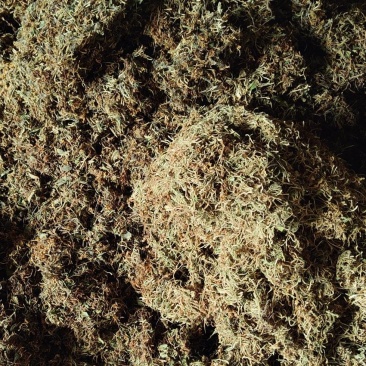 金银花