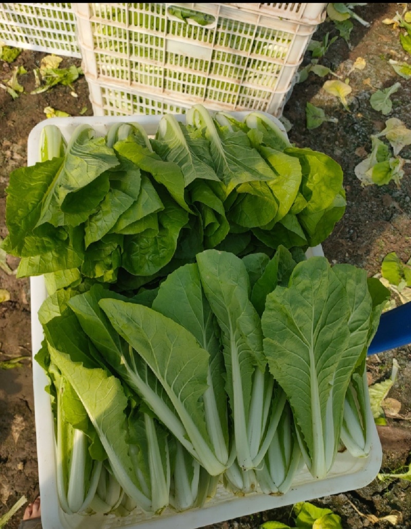 河北藁城精品小白菜上市，质量保证，价格美丽