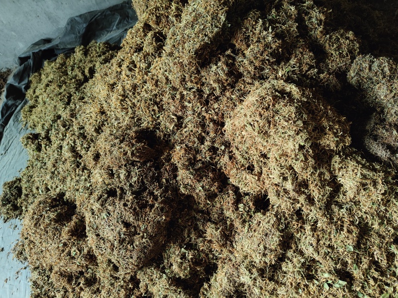 金银花