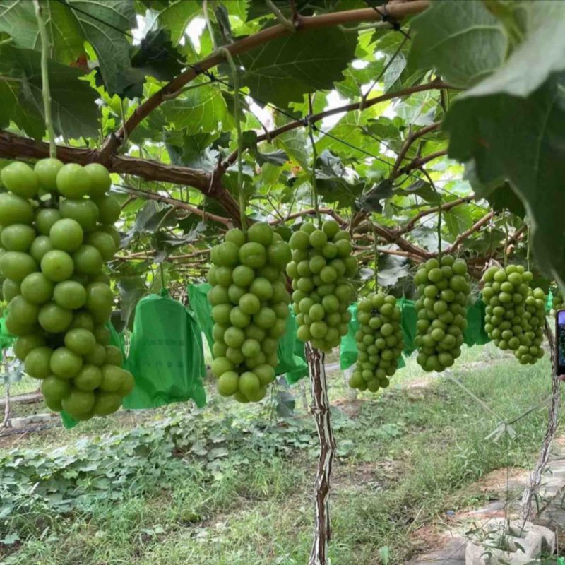 【热销】陕西大荔阳光玫瑰基地产地价格实惠货源充足量大从优！