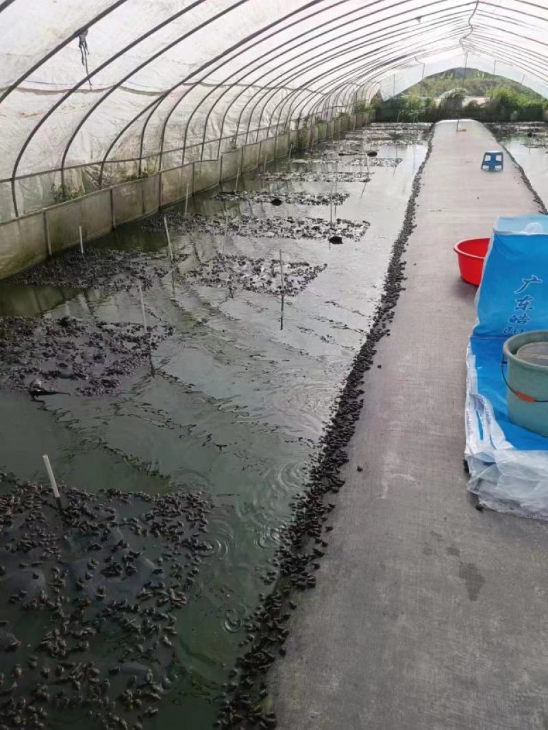 广西玉林养殖泰蛙基地直发，量大从优，鲜活发货。