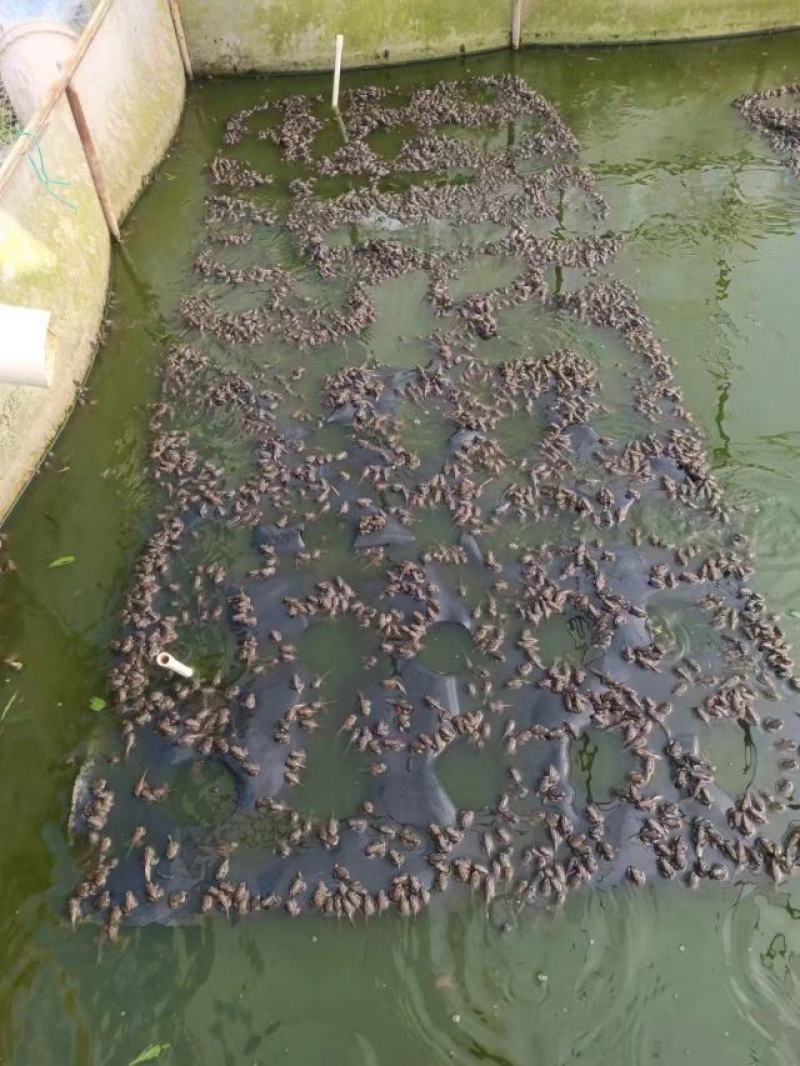 广西玉林养殖泰蛙基地直发，量大从优，鲜活发货。