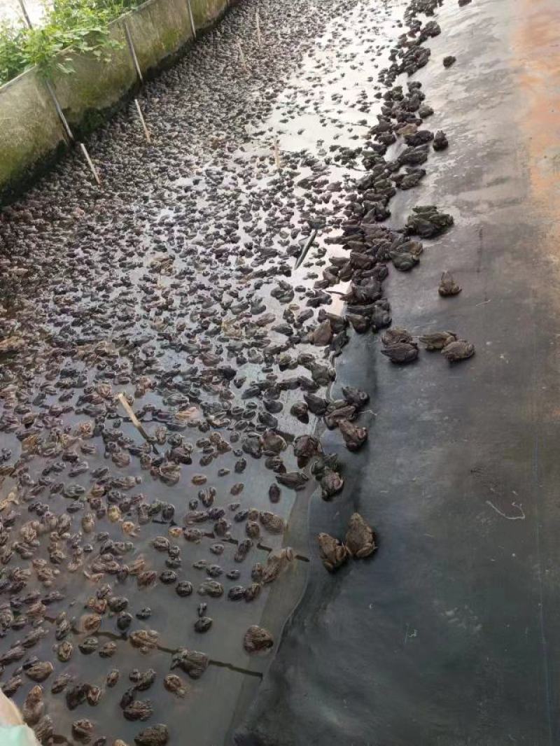 广西玉林养殖泰蛙基地直发，量大从优，鲜活发货。