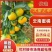 云南特早蜜桔产地对接市场批发，外贸出口电商商超零售勿扰