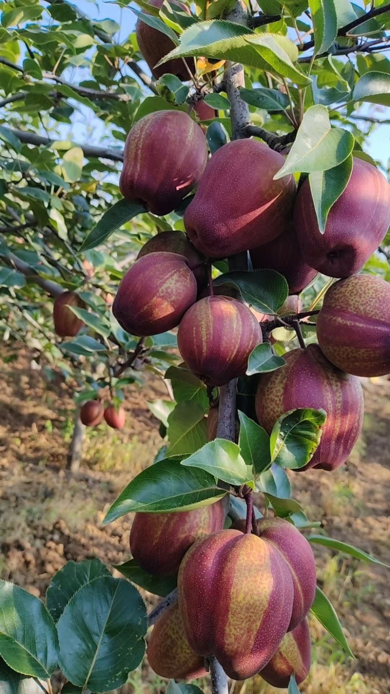 〈彩虹梨〉陕西彩虹梨产地直发，大量现货供应，一手货源！