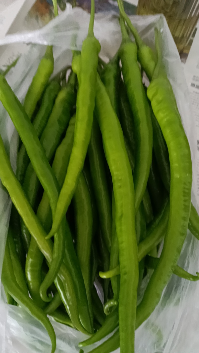 杭椒，八号线椒，青优