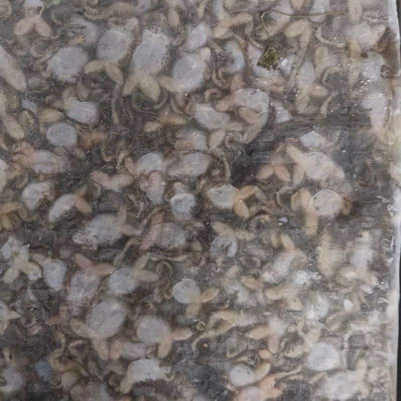 蛇苗开口蛙活体冰冻开口神奇
