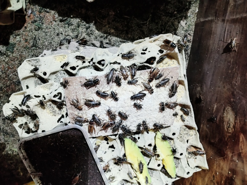 蟋蟀/干蟋蟀/冻蟋蟀应有欢迎洽谈合作保质保量