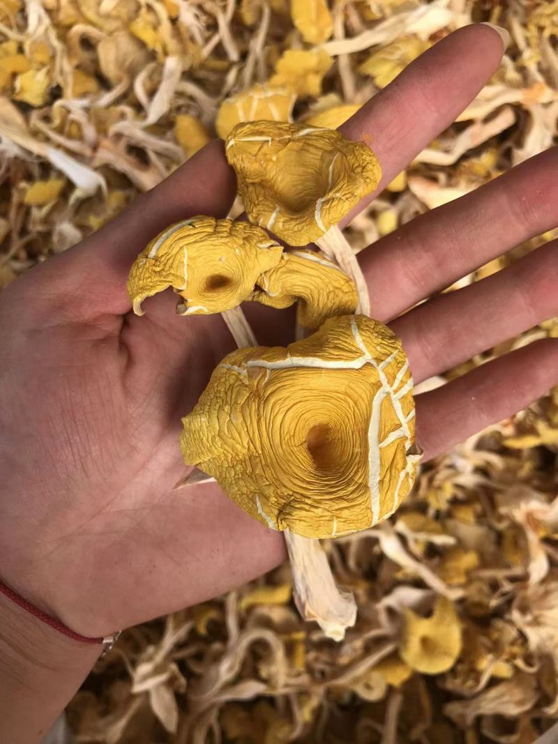 鸡油菌一手货源价格便宜