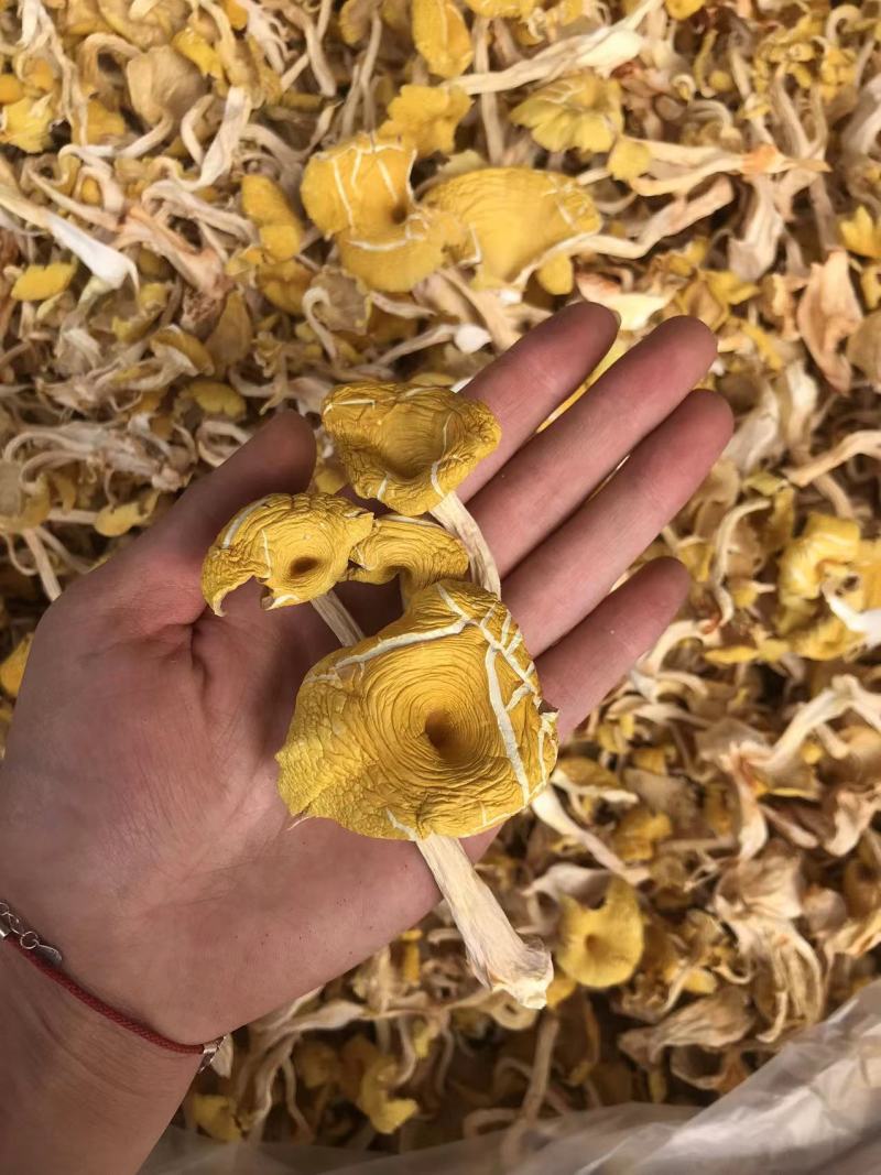 鸡油菌一手货源价格便宜