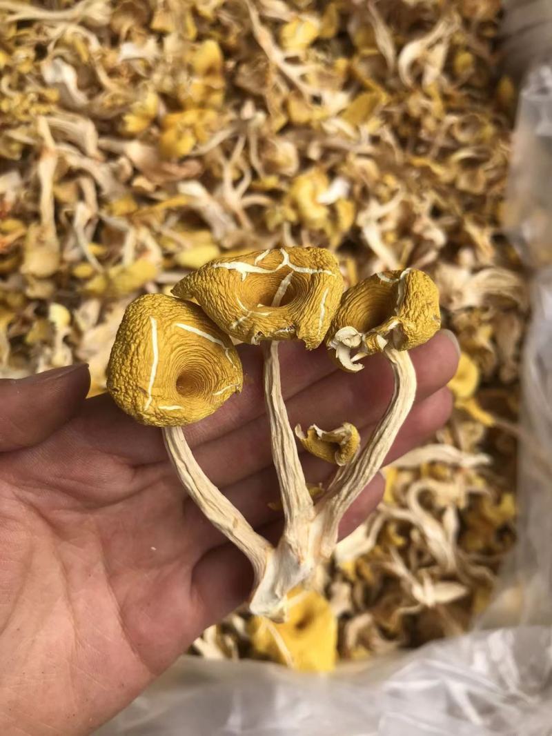 鸡油菌一手货源价格便宜