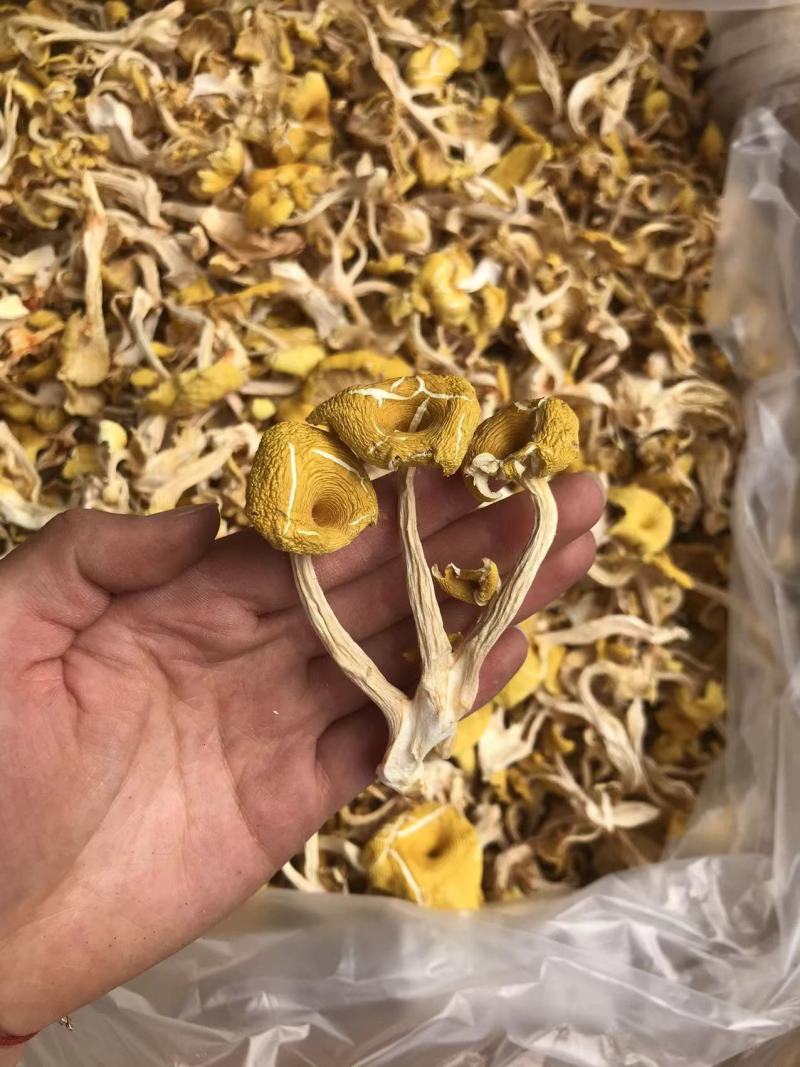 鸡油菌一手货源价格便宜