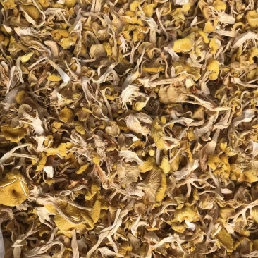 鸡油菌一手货源价格便宜