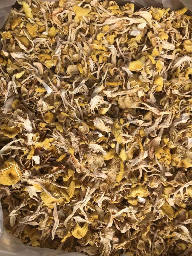 鸡油菌一手货源价格便宜