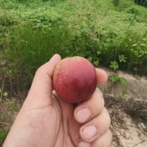 珍珠枣油桃。陕西产区，离核油桃，红核，底色白，果形好
