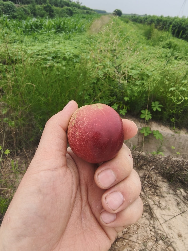 珍珠枣油桃。陕西产区，离核油桃，红核，底色白，果形好
