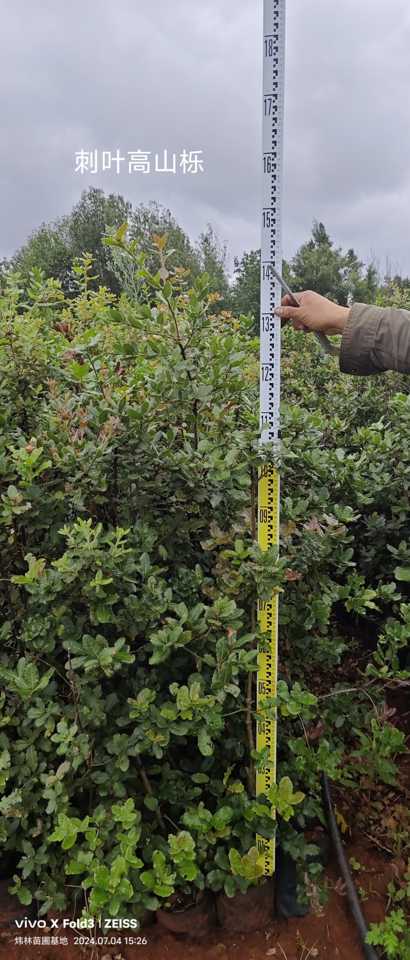 刺叶高山栎大量出货产地直发保湿保鲜容器苗
