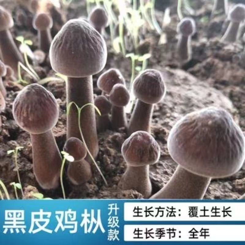 黑皮鸡枞（鸡腿菇）菌蘑菇种植菌包阳台种室内种植食用菌