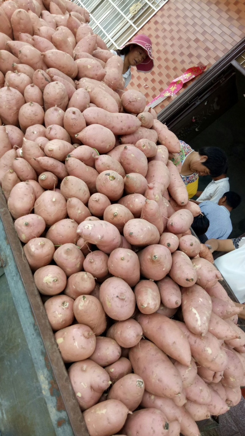 龙薯九号蜜薯开封龙九商超电商供货代收代发全国