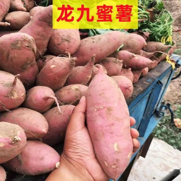 龙薯九号蜜薯开封龙九商超电商供货代收代发全国