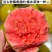 广西芭乐西瓜红番石榴红心清甜脆口软糯多汁低糖水果一件发