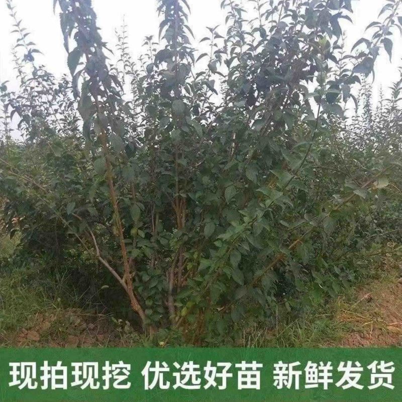 连翘苗