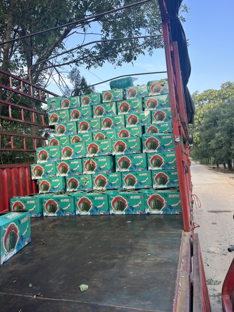 精品美都西瓜无籽，六到十二，精品果形，口感脆甜全国发货