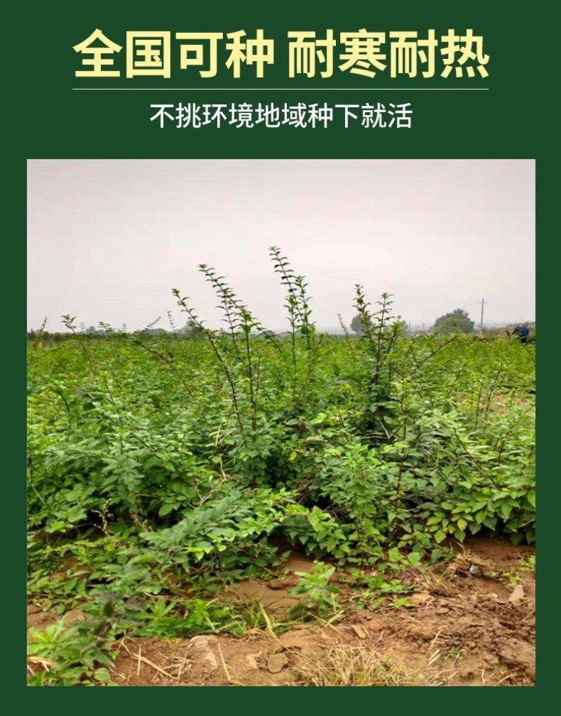 连翘苗